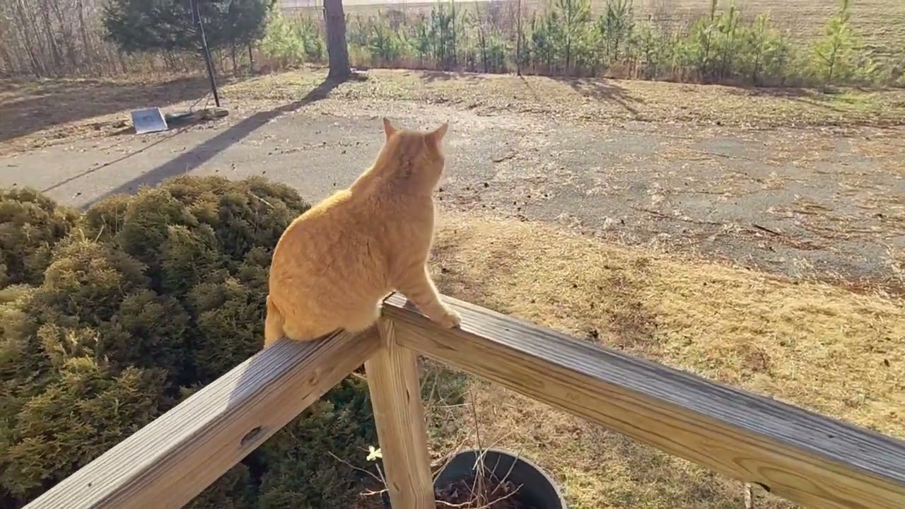 Neighbor's fat cat came over to visit