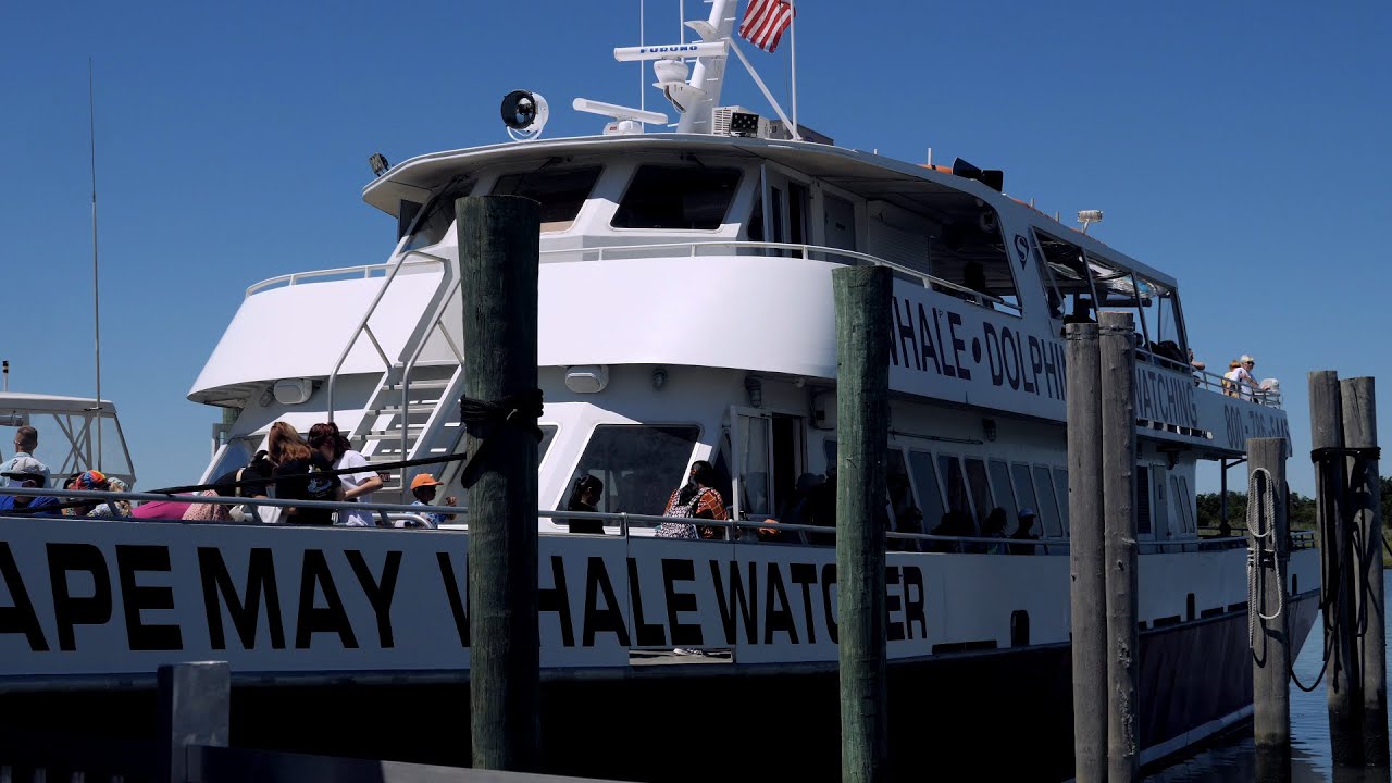 Whale & Dolphin Watching in Cape May, New Jersey!