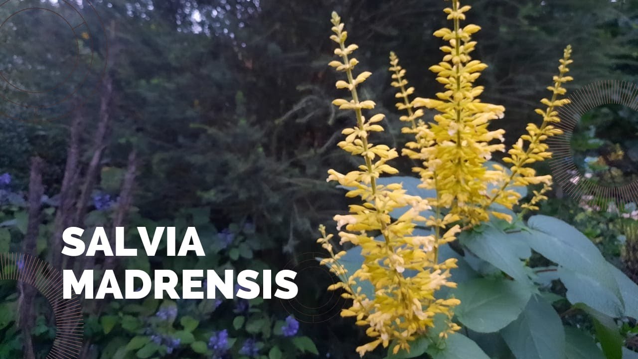 SALVIA MADRENSIS! Flores amarillas