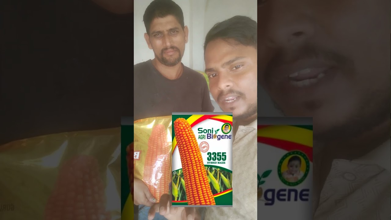 India Top 🌽 maize variety of seeds (3355+9055)|Balaji 9055 maize seeds|best maize seeds|Pioneer 3355