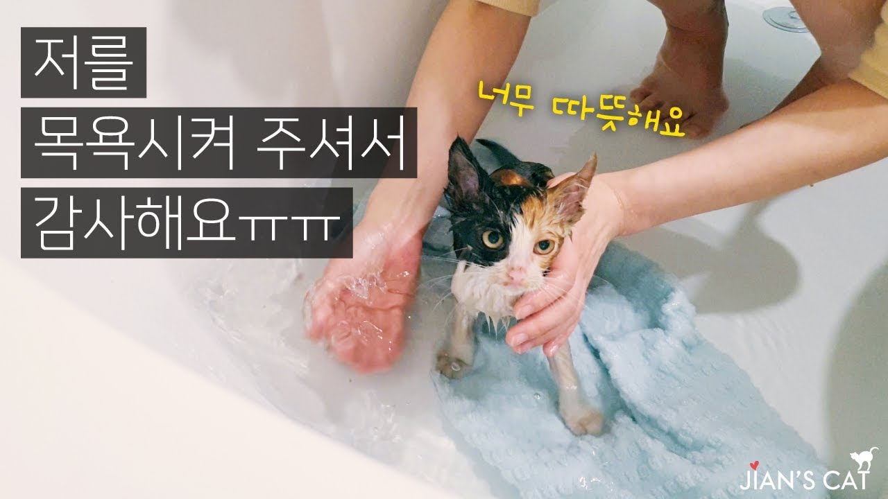 영하8도의 추위속에서 아픈몸으로 살아왔던 새끼길고양이에게 따뜻한 목욕을 선물했어요