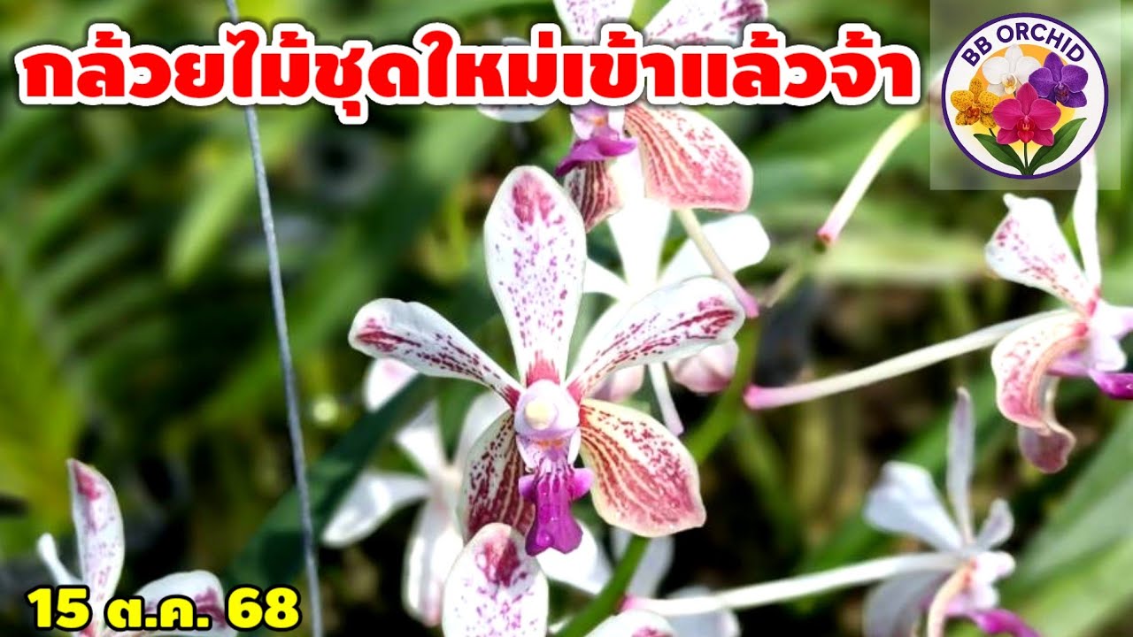 EP 26 กล้วยไม้สวยๆเข้าเพิ่ม กล้วยไม้หายาก กล้วยไม้แคทลียา #กล้วยไม้ #orchid 