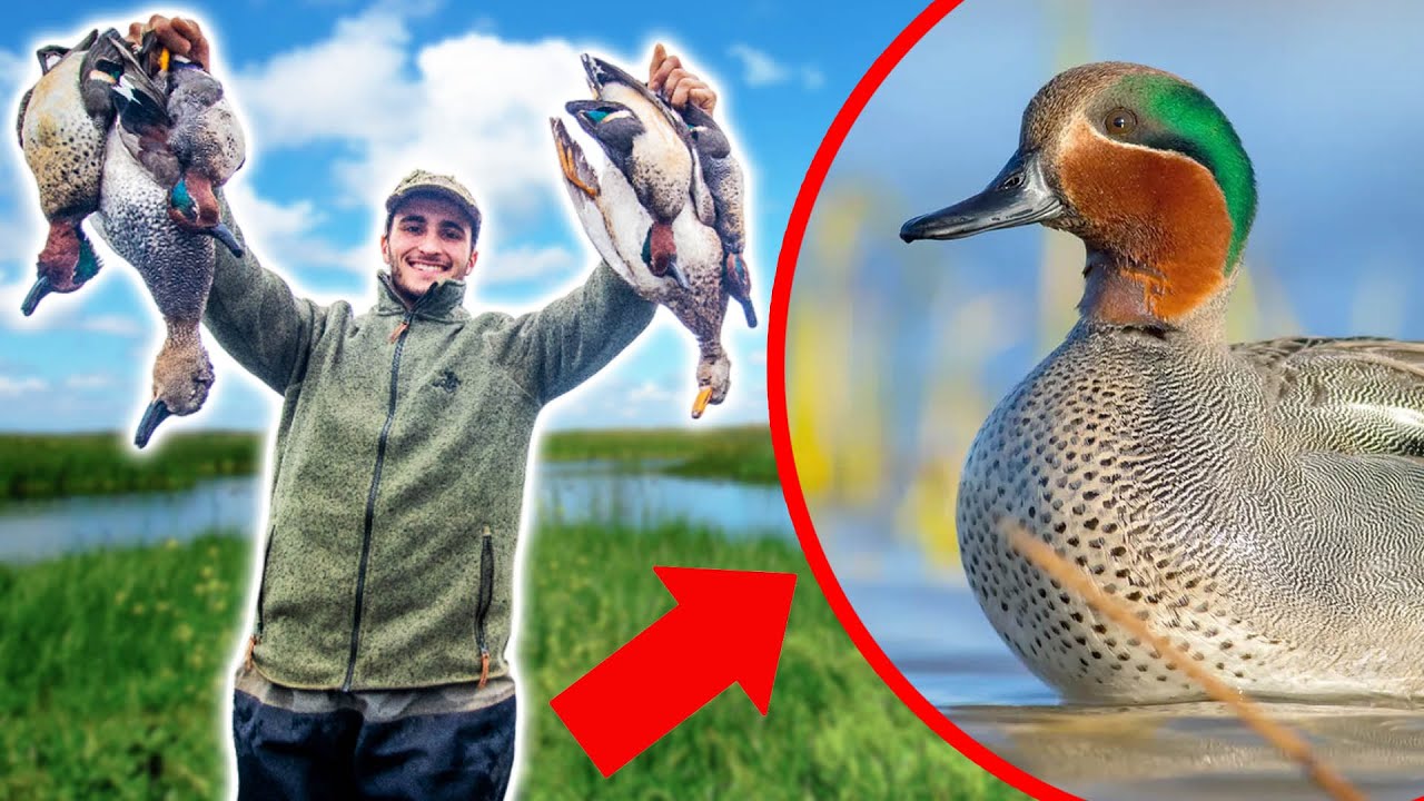 Superbe Chasse au Canard en Fin de Saison !