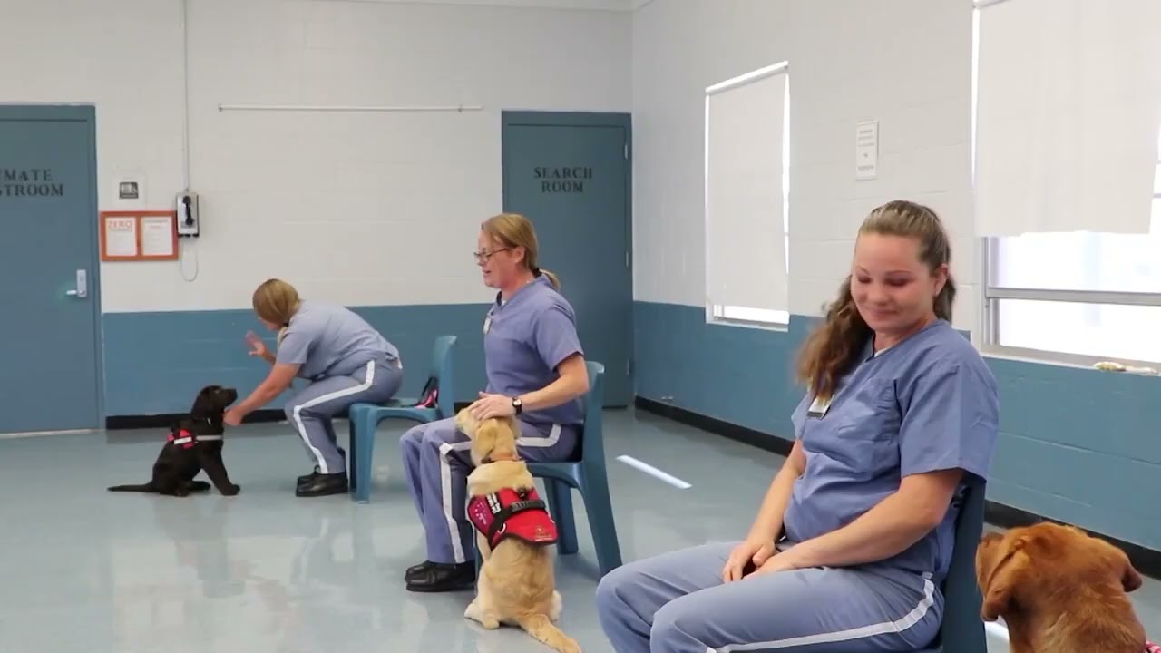 WUFT News: Lowell Correctional Institution dog training program