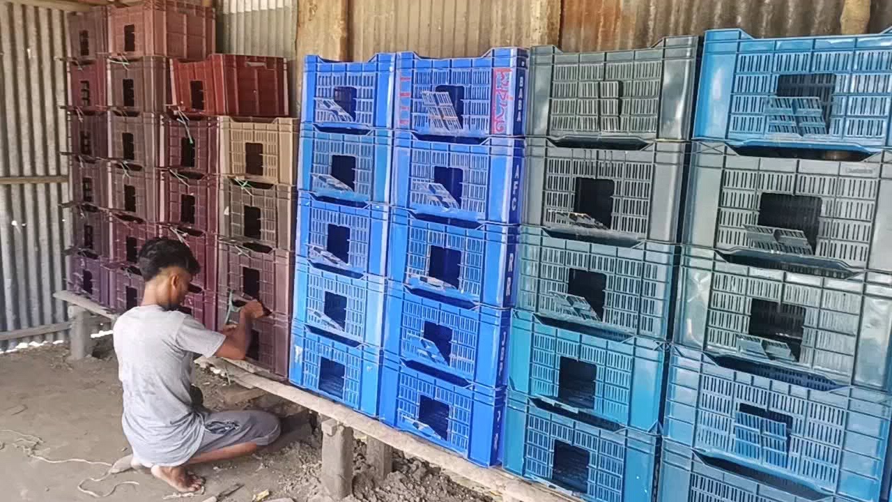ছোট পরিসরে কবুতরের ঘর তৈরি