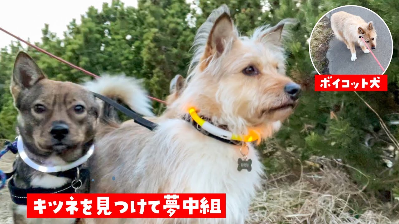 初めて３頭連れでさんぽに行ったら…みんな自由で大変だった…！