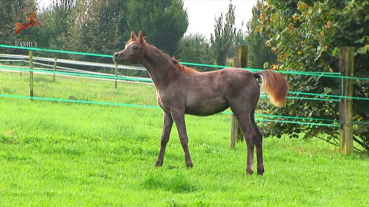 BREEDING ARABIAN HORSES IS OUR PASSION