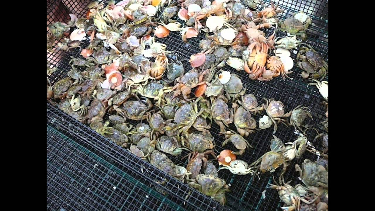 Sea Scallop Farming in Maine: Seed Handling and Bottom Cages