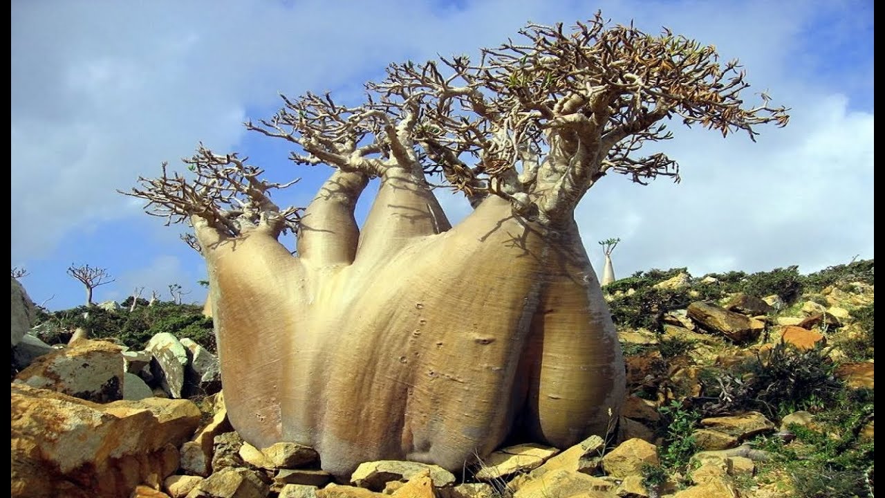 Essa ilha é o lugar mais “alienígena” que você irá encontrar na Terra