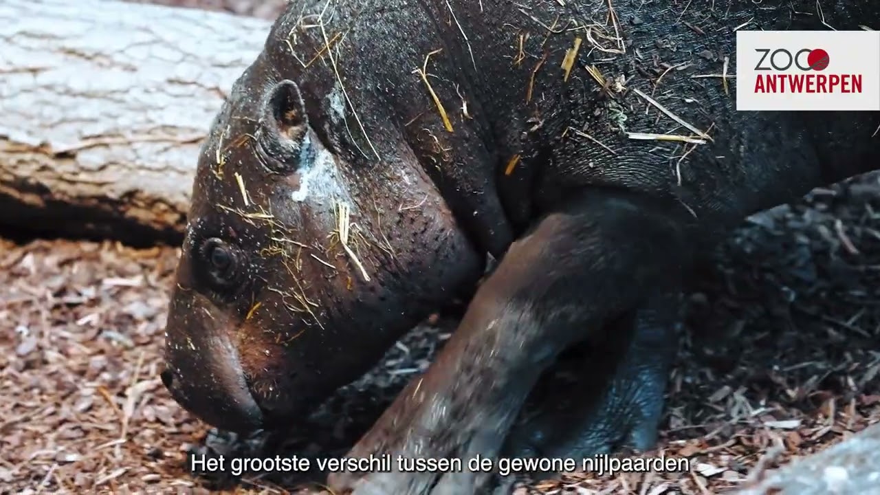 Nieuw dwergnijlpaard arriveert in ZOO Antwerpen