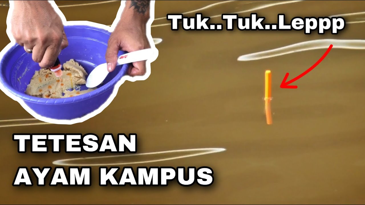Umpan Ayam Kampus Bikin Lapak Sebelah Melongo | Umpan Simpel Gacor Ikan Mas