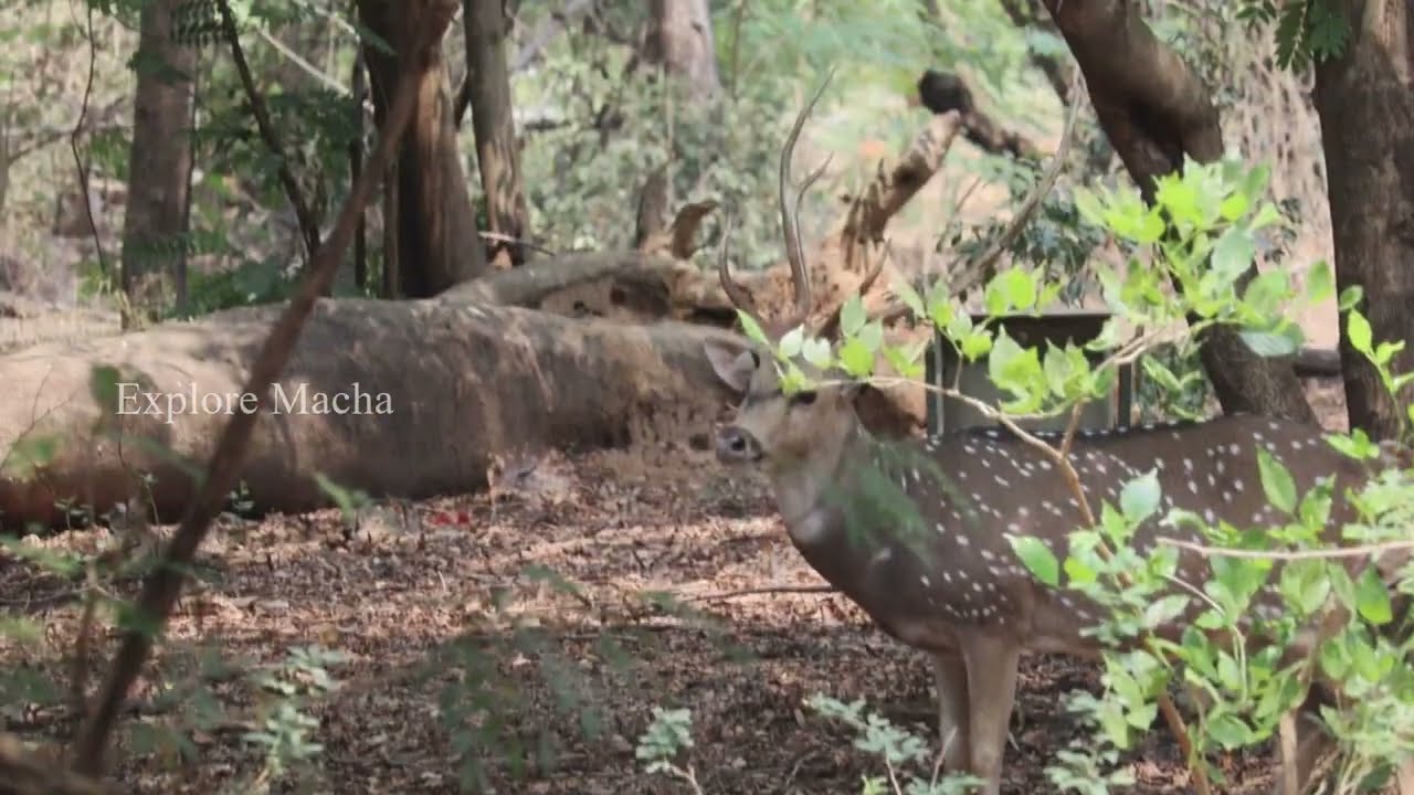 Vandalur Zoo 2022 ▌வண்டலூர் உயிரியல் பூங்கா  ▌ Arignar Anna Zoological Park ▌#vandalur