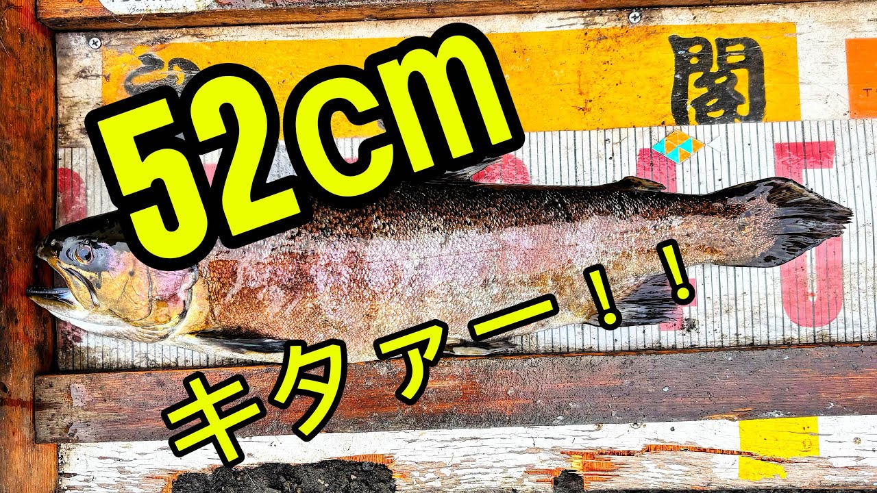 弁天閣で５２㎝！富士の介ついに【管理釣り場・エリアトラウト】