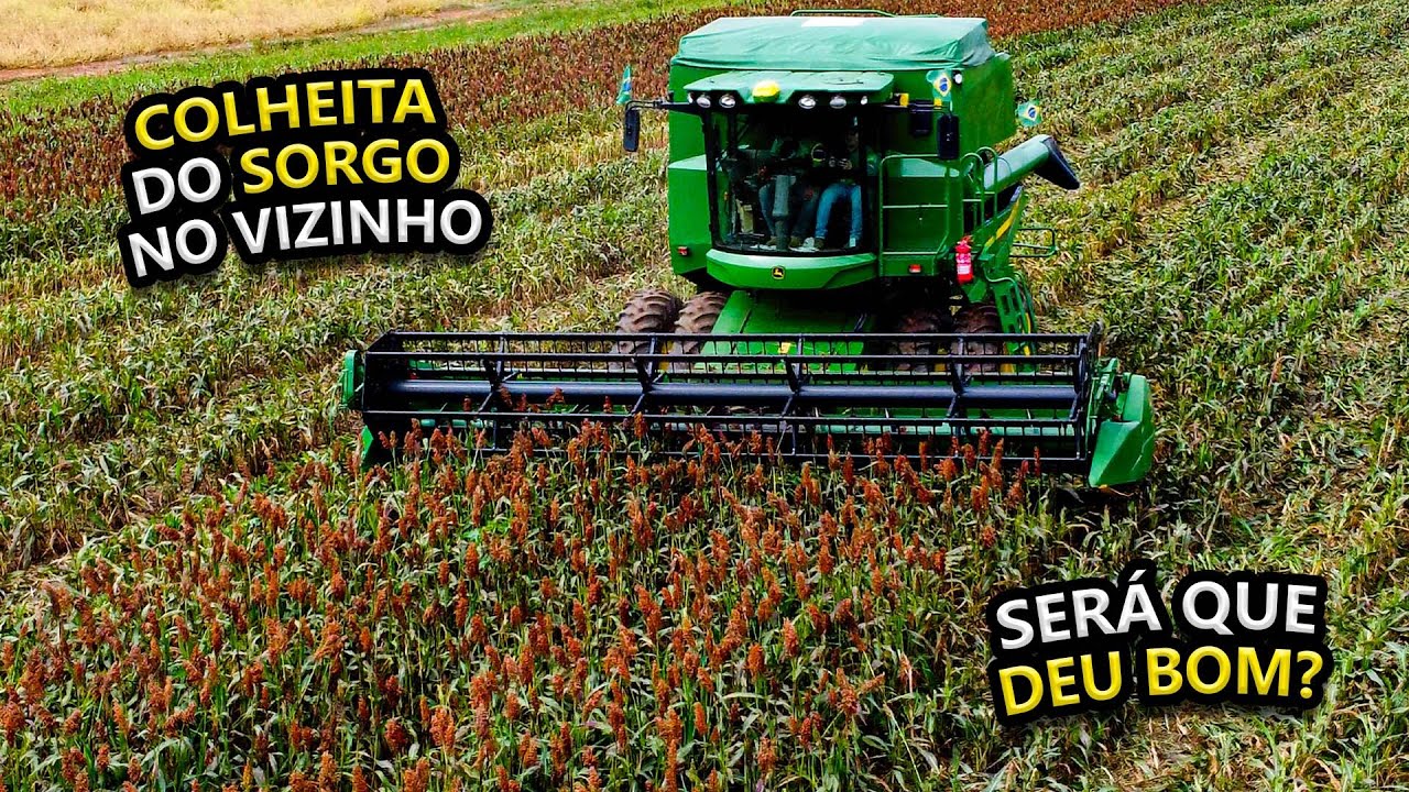 S430 COLHENDO SORGO DO VIZINHO