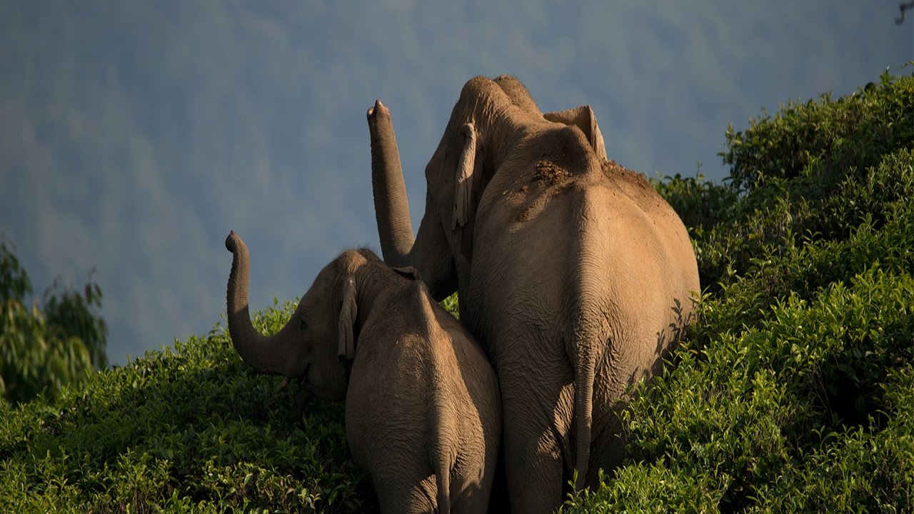 Living with Elephants