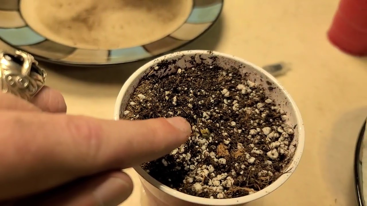 THE FREAK SHOW STRAIN CHRONICLES:  video one, it begins!