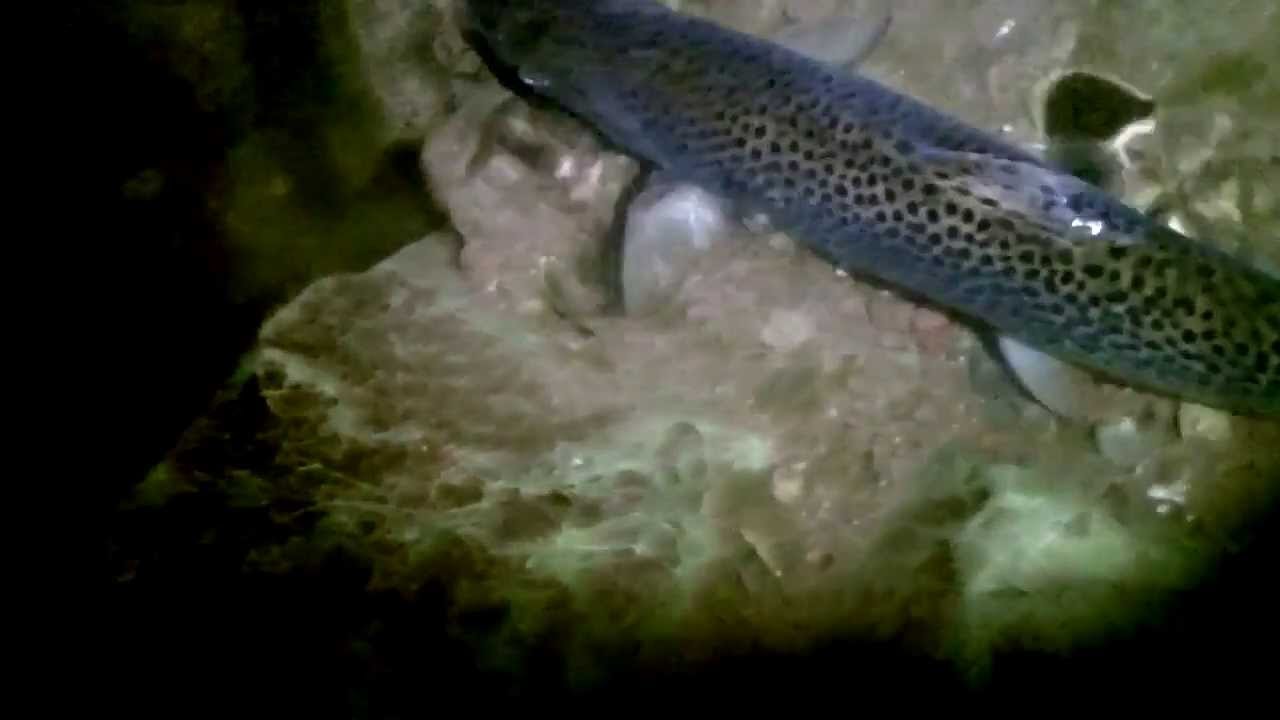 Sea Trout on the Fly at night. 