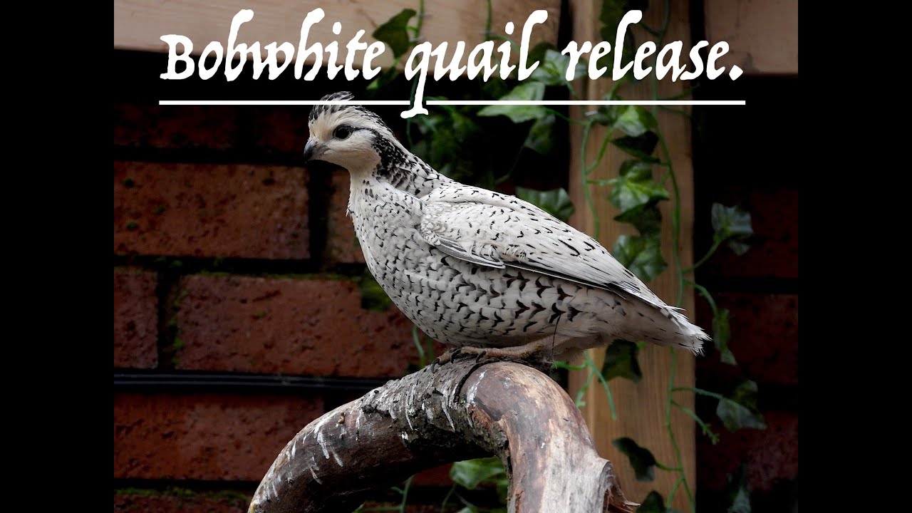Bobwhite Quail aviary release.