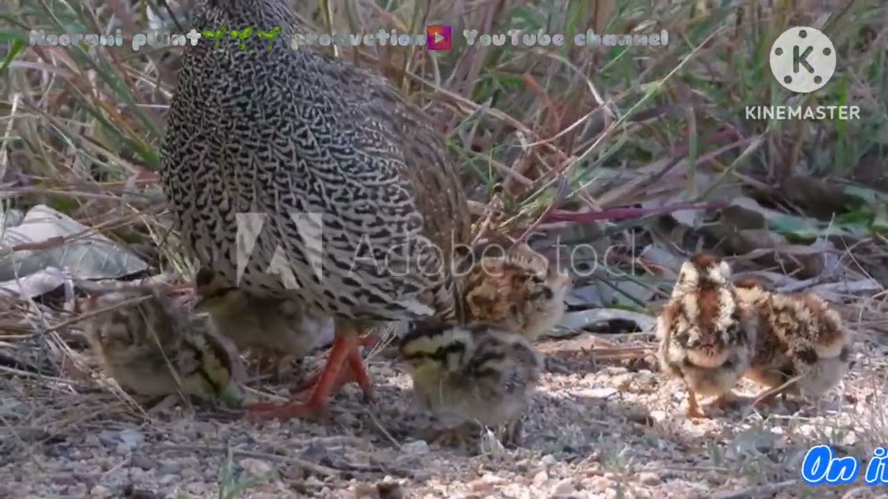 Yellow Necked Spurfowl