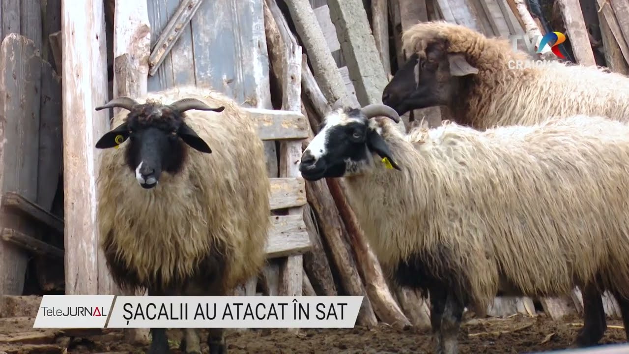 ȘACALII AU ATACAT ÎN SAT