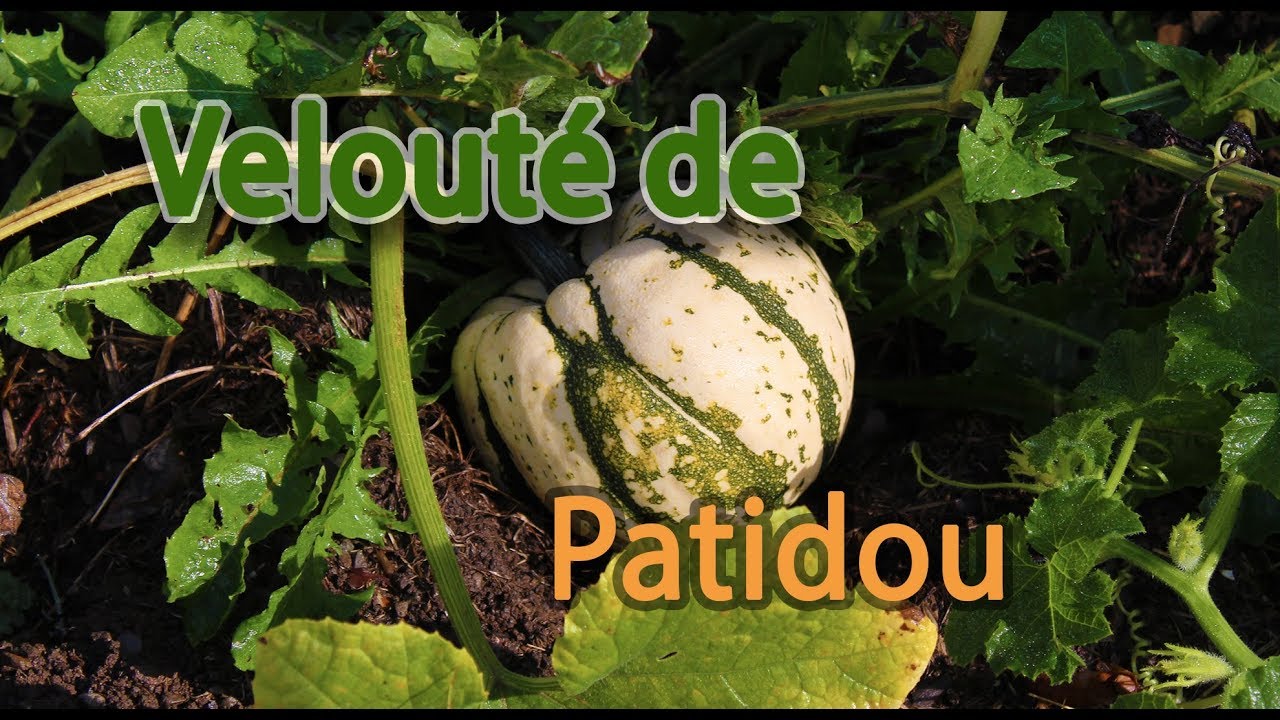 Velouté de patidou (sweet dumpling)