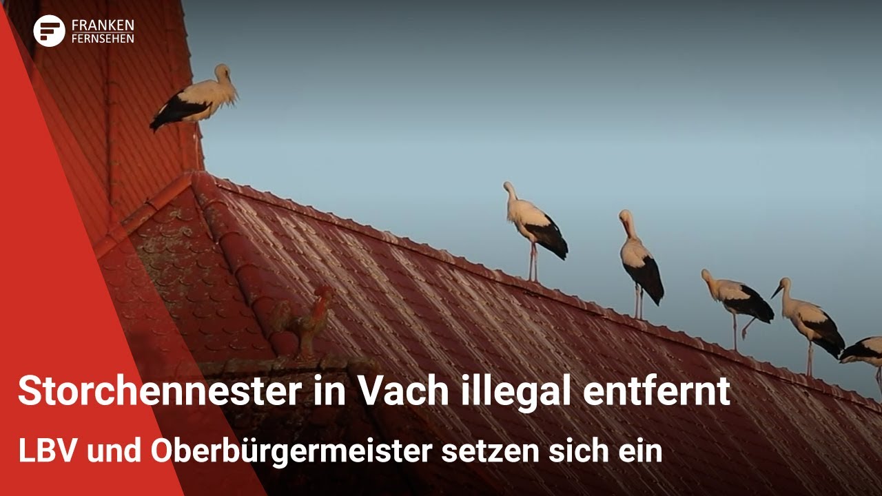 Storchennester in Vach illegal entfernt - LBV und OB Thomas Jung setzen sich für die Tiere ein