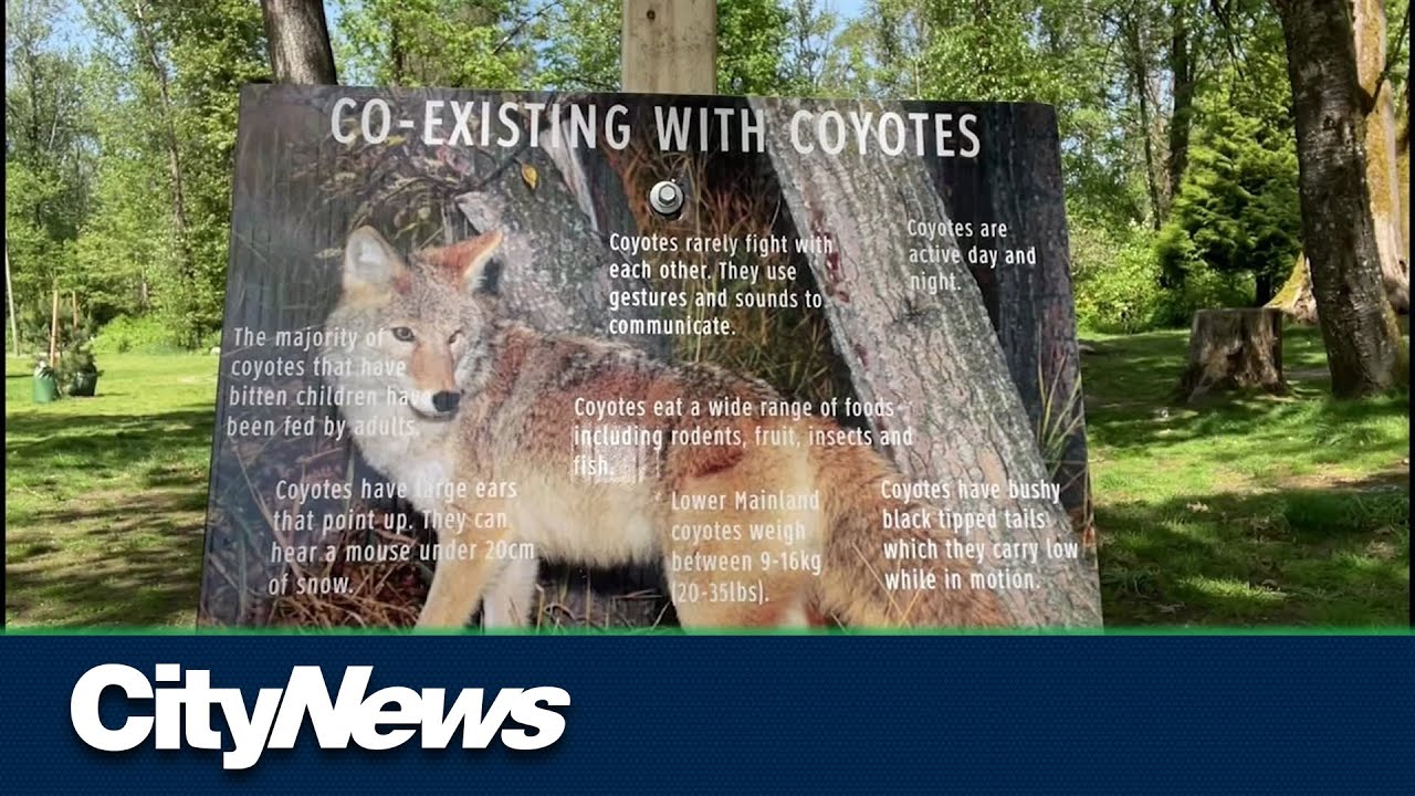Port Coquitlam parents on edge after coyote attack
