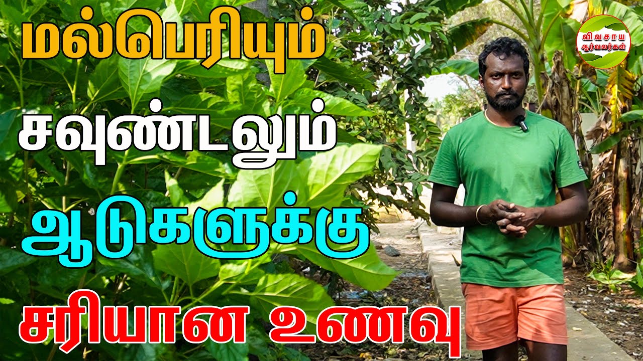 இந்த உணவு ஆட்டு குட்டிகளுக்கு பூஸ்ட் மாதிரி|மல்பெரி,சவுண்டல் #vivasayaarvalargal #goatfarming #adu