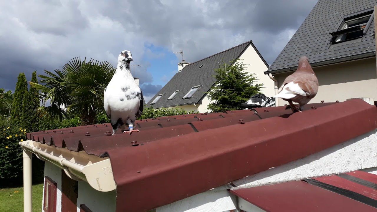 Mon premier pigeonnier - la vie au pigeonnier suite