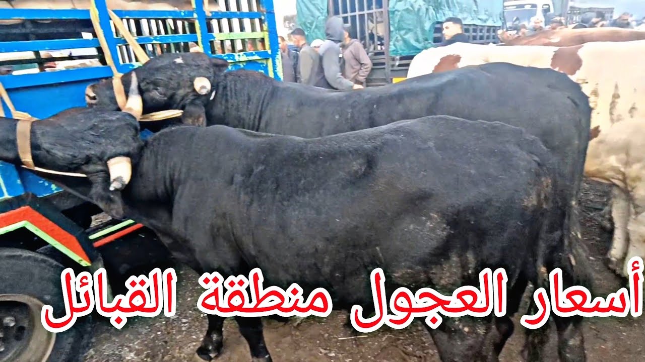 أسعار العجول البڨري منطقة القبائل تشهد إستقرار في الاسعار هذه الايام شاهد الفيديو لمعرفة الاسباب