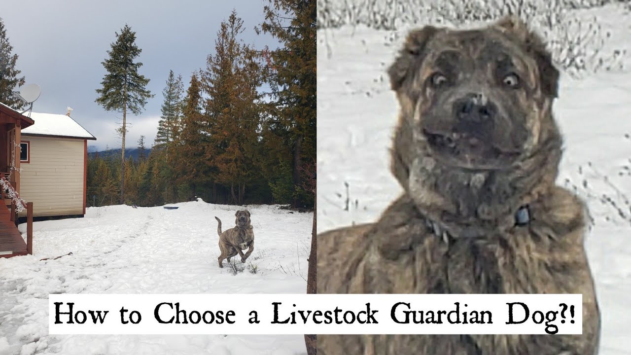 How to Choose a Livestock Guardian Dog: SIMPLIFIED