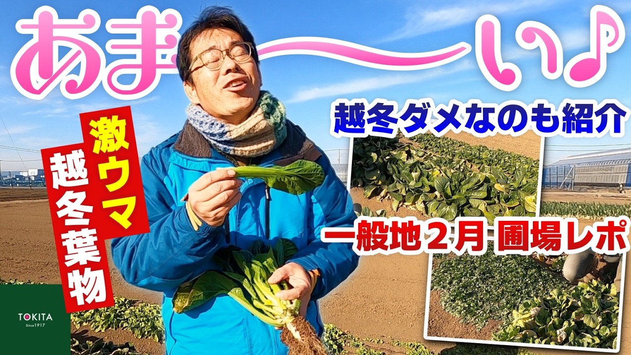 【家庭菜園】絶品♡真冬の葉物野菜！直播き葉物の耐寒性レポ【パクチー最強説】