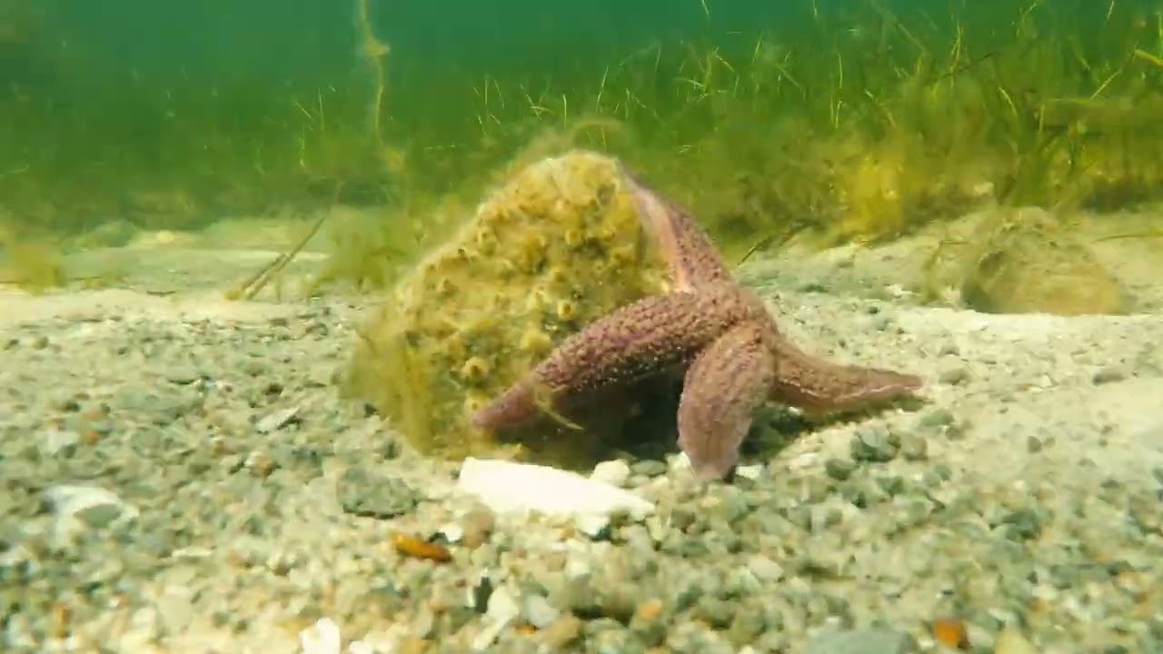 Naturdyk på det lave vand i UNESCO Global Geopark Det Sydfynske Øhav