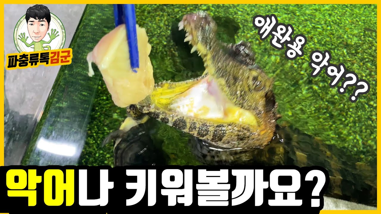 합법적으로 악어를 키우는 방법 알려드립니다. (feat.악어 피딩영상,구독자 질문)