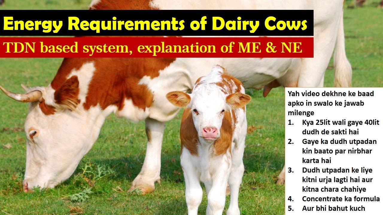 Energy Requirement of Dairy Cows | TDN Based Calculation | Net Energy | Metabolizable Energy |