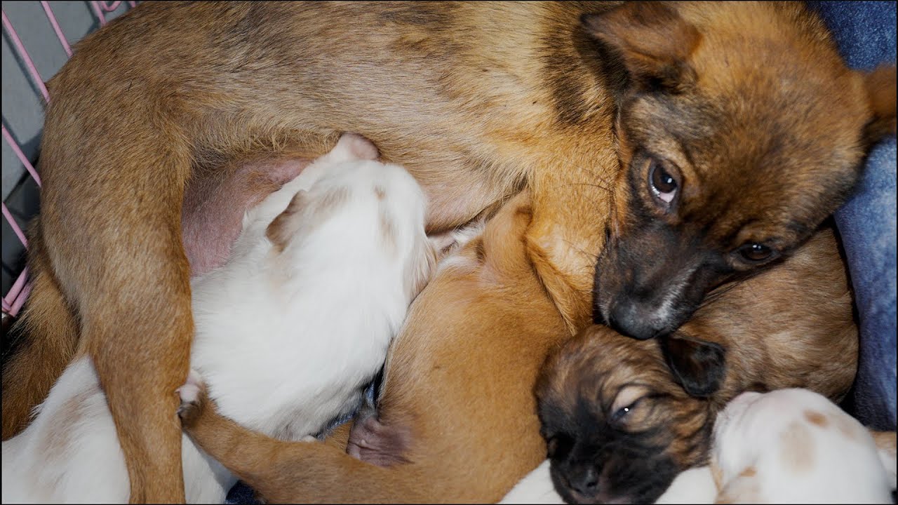 食欲旺盛な子犬に疲れて体調を崩した保護犬を緊急に病院に連れて行きました