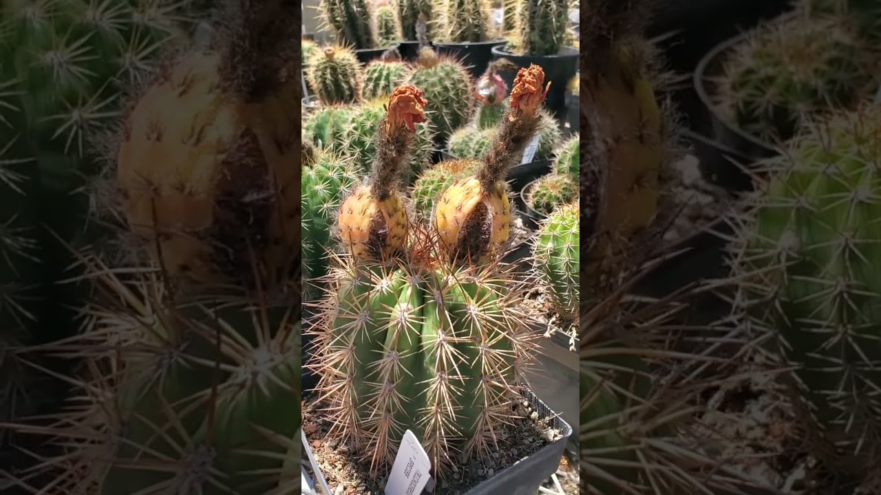 Poot's Cactus Nursery visit 7/5/25