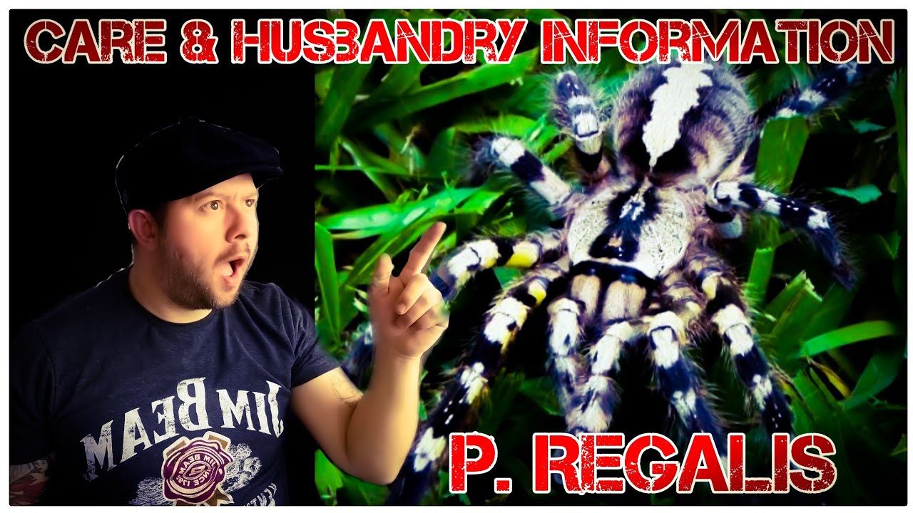 How to keep Poecilotheria regalis "Indian ornamental tarantula" rehouse care and husbandry info