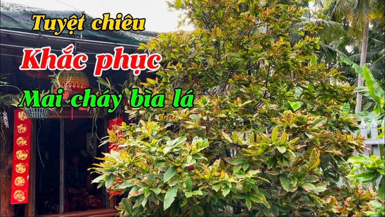 Mai cháy bìa lá nguyên nhân và cách khắc phục hiệu quả nhất-@Bayxunau