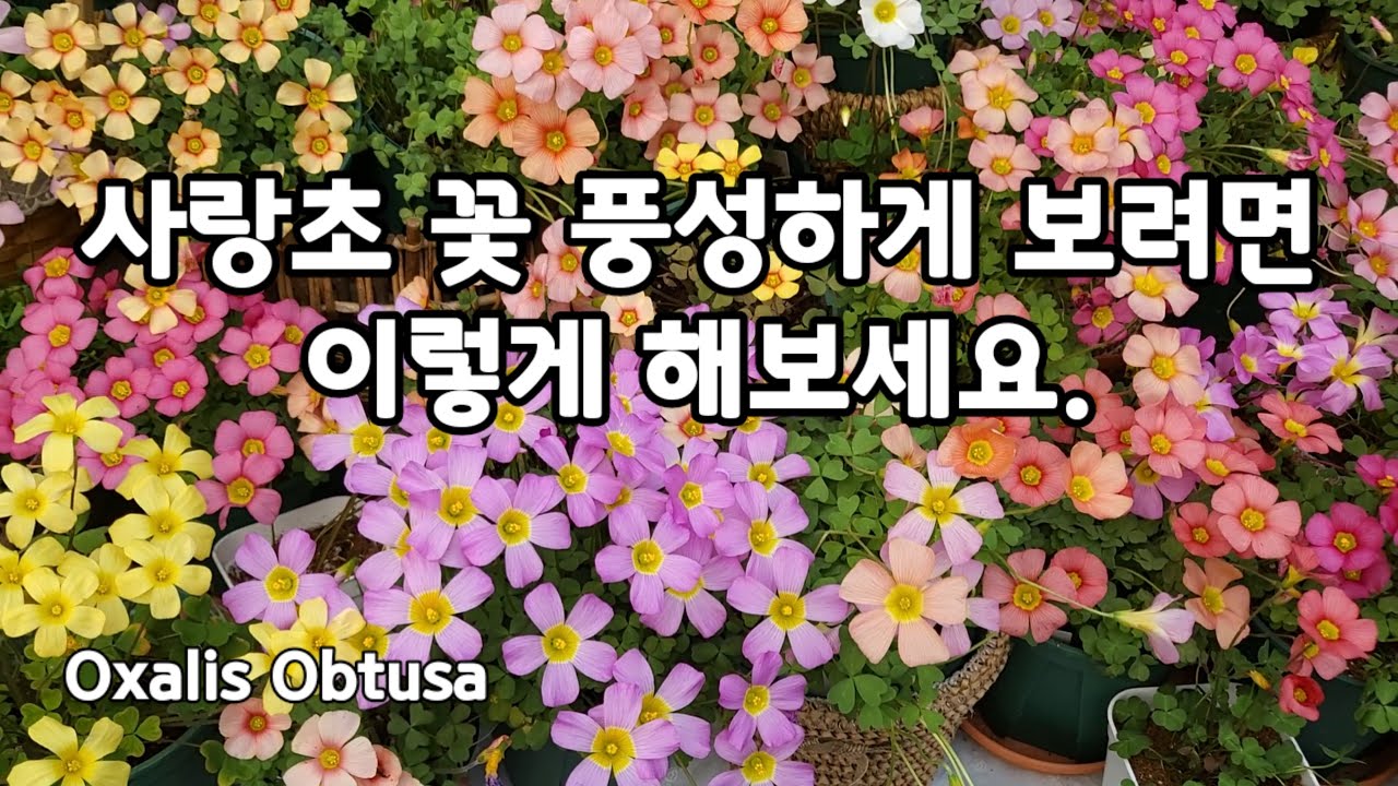 사랑초 꽃 풍성하게 보려면 이렇게 해보세요.Oxalis Obtusa
