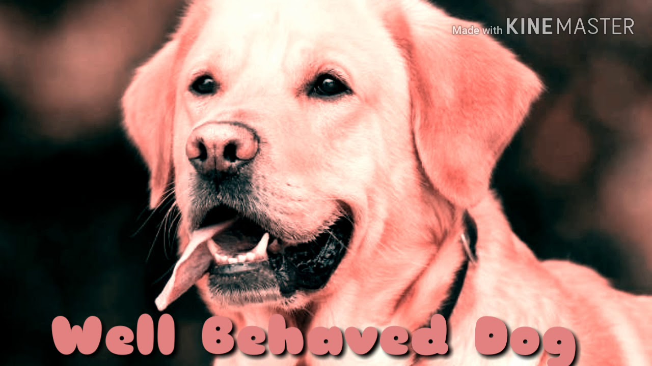 ✏Get a Well Behaved Dog Subliminal✏[Extremely Powerful]