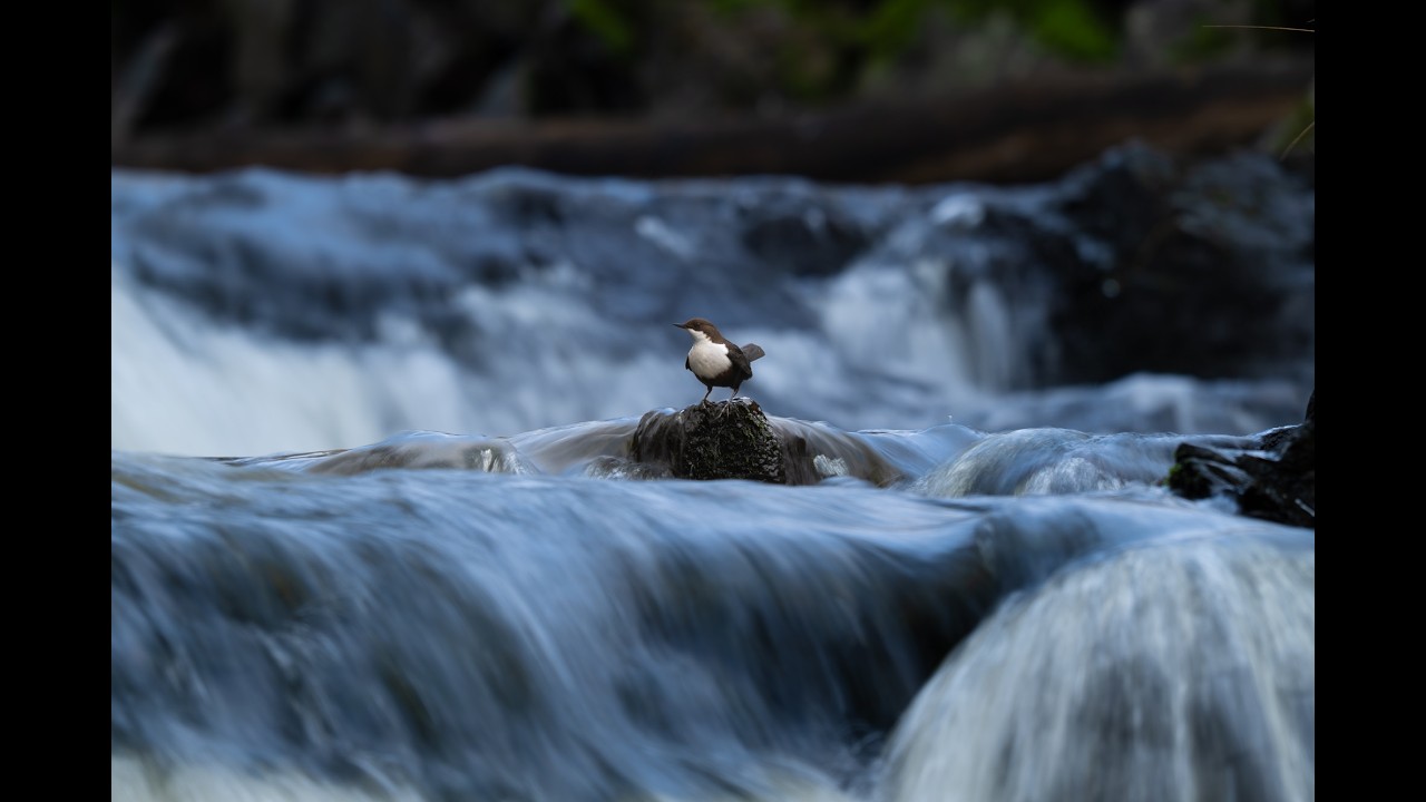 White-throated dipper, my best photo of this bird so far..