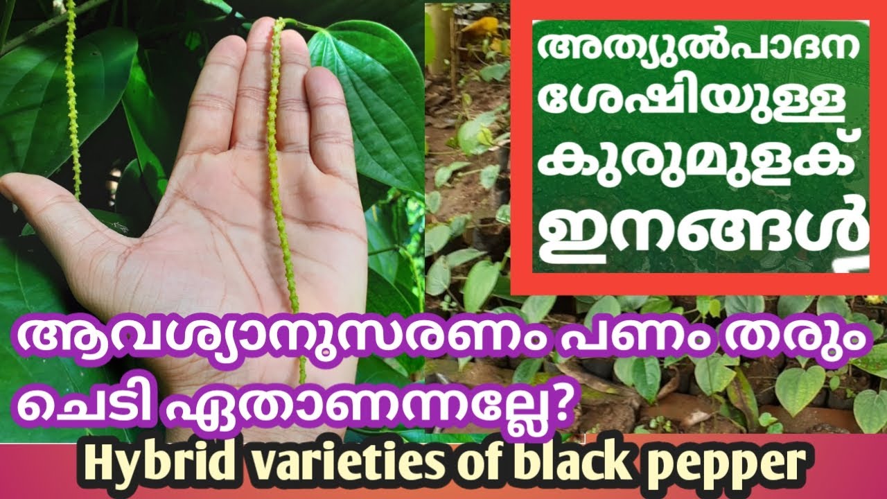 അത്യുൽപാദന ശേഷിയുള്ള കുരുമുളക് ഇനങ്ങൾ, Hybrid varieties of black pepper.