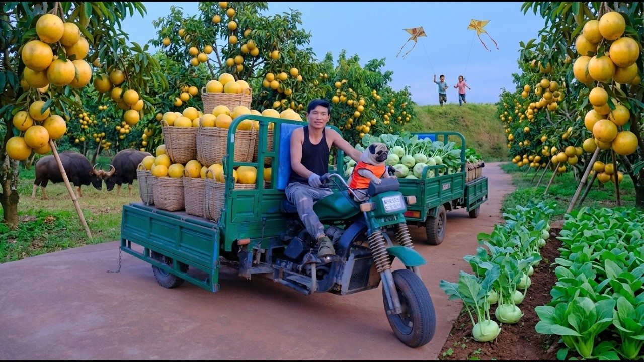 Harvest, Sell, And Cook With Yellow Star Apples, Kohlrabi, And Bok Choy - Daily Life