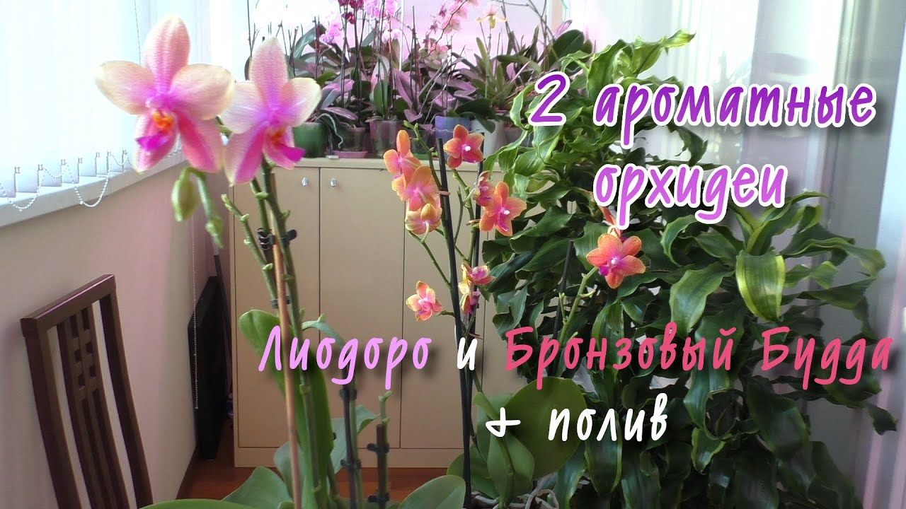 Орхидеи Лиодоро и Бронзовый Будда (Bronze Buddha) -  Орхидеи РОДСТВЕННИКИ?!
