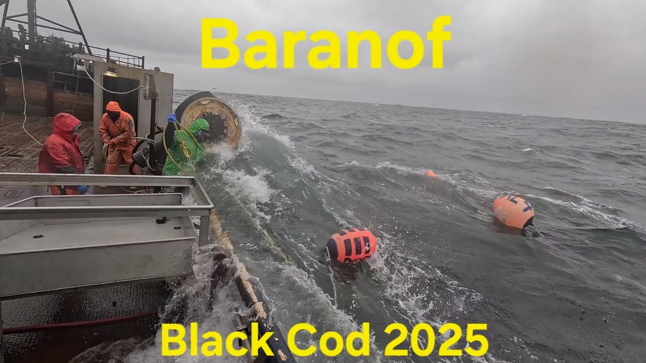 Black Cod 2025