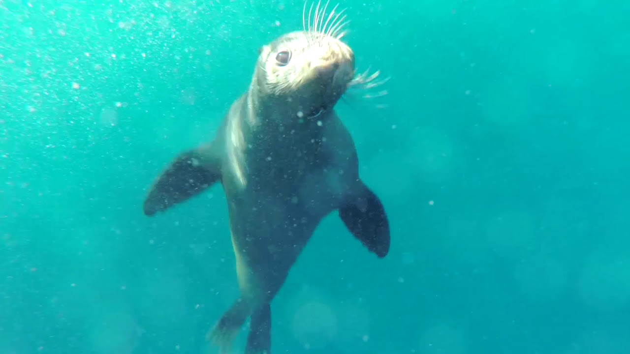 Tasman Island Cruises, Port Arthur 2019