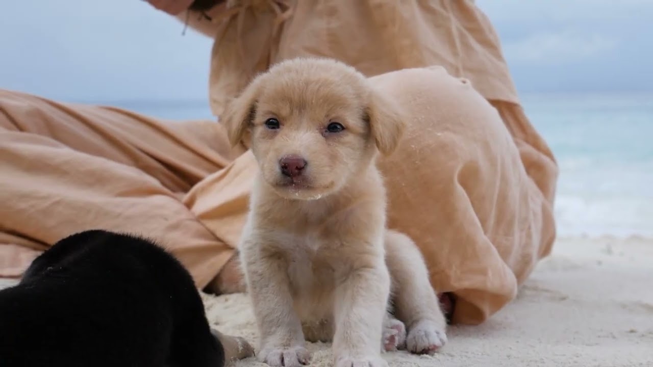 댕댕이 낮잠 시간 수면 음악│꿈꾸는 강아지의 음악