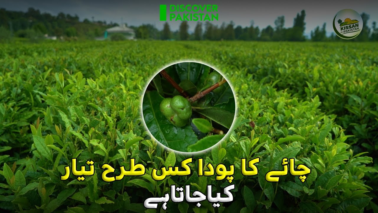 How is tea grown? | Discover Pakistan TV