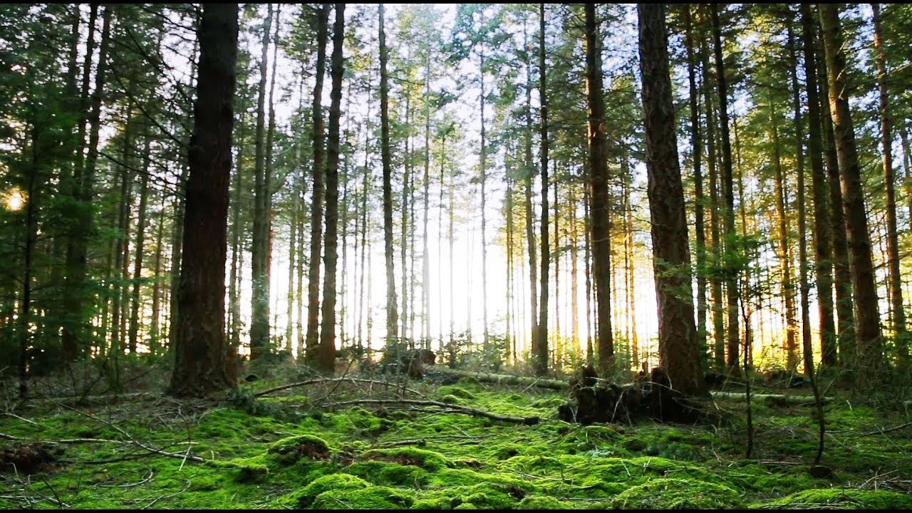 Panning Up from a Green Forest Floor - Free Stock Video Download - Free Stock Footage